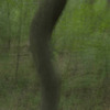 Louise Dudis, painted tree 0174, 2010